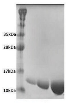 TDRD12-BD2 (908-999) his tag human recombinant, expressed in E. coli, &#8805;98% (SDS-PAGE)