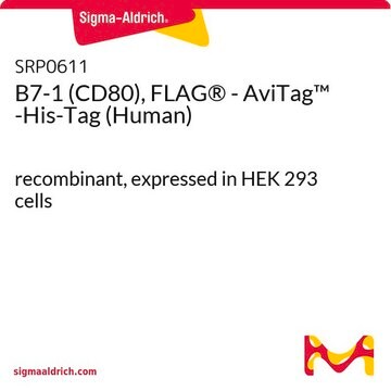 B7-1 (CD80), FLAG&#174; - AviTag&#8482; -His-Tag (Human) recombinant, expressed in HEK 293 cells