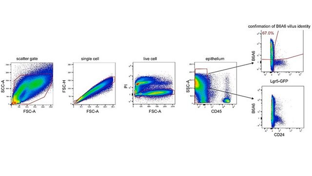 Anti-Intestinal Villus Antibody, clone B6A6