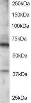 Anti-RGS14 antibody produced in goat affinity isolated antibody, buffered aqueous solution