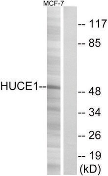 Anti-HUCE1 antibody produced in rabbit affinity isolated antibody