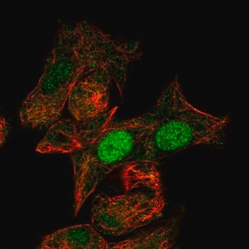 Anti-MIXL1 antibody produced in rabbit Prestige Antibodies&#174; Powered by Atlas Antibodies, affinity isolated antibody