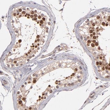 Anti-ABHD12B antibody produced in rabbit Prestige Antibodies&#174; Powered by Atlas Antibodies, affinity isolated antibody, buffered aqueous glycerol solution