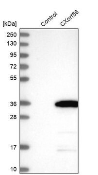 Anti-CXorf56 antibody produced in rabbit Prestige Antibodies&#174; Powered by Atlas Antibodies, affinity isolated antibody, buffered aqueous glycerol solution