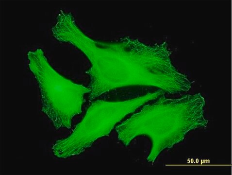 Monoclonal Anti-TUBA1 antibody produced in mouse clone 1E11, purified immunoglobulin, buffered aqueous solution