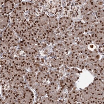 Anti-THYN1 antibody produced in rabbit Prestige Antibodies&#174; Powered by Atlas Antibodies, affinity isolated antibody, buffered aqueous glycerol solution