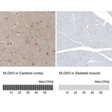 Anti-NLGN3 antibody produced in rabbit Prestige Antibodies&#174; Powered by Atlas Antibodies, affinity isolated antibody, buffered aqueous glycerol solution