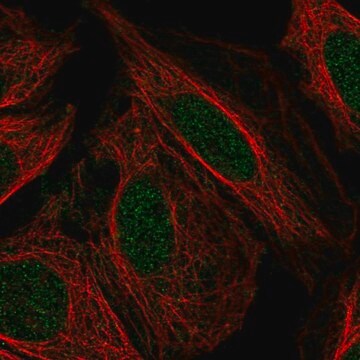 Anti-PFKFB2 antibody produced in rabbit Prestige Antibodies&#174; Powered by Atlas Antibodies, affinity isolated antibody