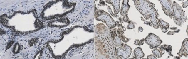 Anti-LOXL2 from rabbit, purified by affinity chromatography