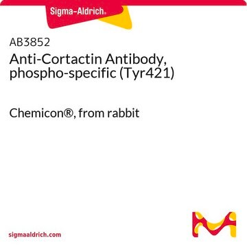 Anti-Cortactin Antibody, phospho-specific (Tyr421) Chemicon&#174;, from rabbit