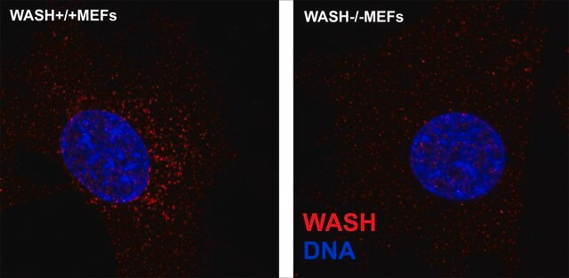 Anti-WASH1 antibody, Mouse monoclonal clone WASH1-27, purified from hybridoma cell culture