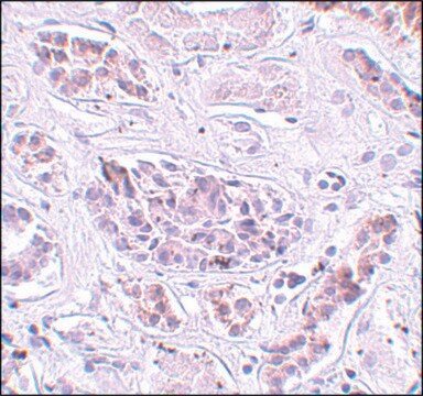 Anti-ATG3 antibody produced in rabbit affinity isolated antibody, buffered aqueous solution