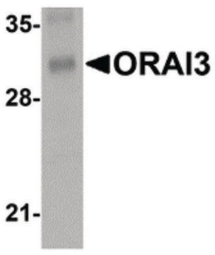 Monoclonal Anti-ORAI3 antibody produced in mouse affinity isolated antibody