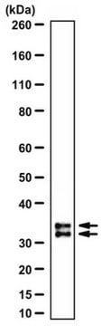 Anti-PGAM5 Antibody from rabbit, purified by affinity chromatography