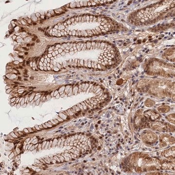 Anti-C16orf46 antibody produced in rabbit Prestige Antibodies&#174; Powered by Atlas Antibodies, affinity isolated antibody, buffered aqueous glycerol solution