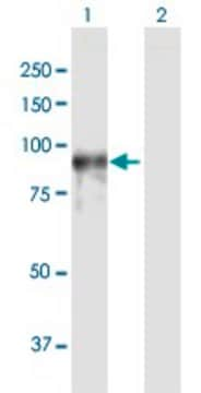 Anti-PDE4A antibody produced in rabbit purified immunoglobulin, buffered aqueous solution