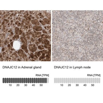 Anti-DNAJC12 antibody produced in rabbit Prestige Antibodies&#174; Powered by Atlas Antibodies, affinity isolated antibody, buffered aqueous glycerol solution