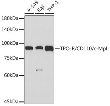 Anti-TPO-R/CD110/c-Mpl Antibody, clone 5Q9Z6, Rabbit Monoclonal