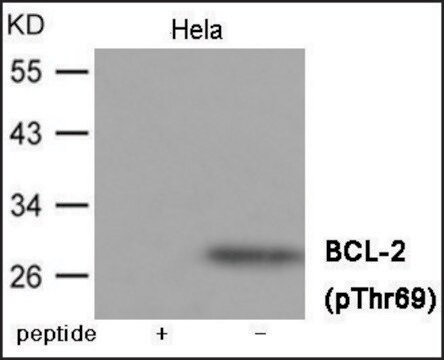 Anti-phospho-BCL-2 (pThr69) antibody produced in rabbit affinity isolated antibody