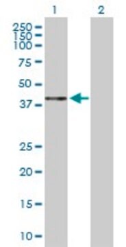 Anti-HAPLN1 antibody produced in rabbit purified immunoglobulin, buffered aqueous solution