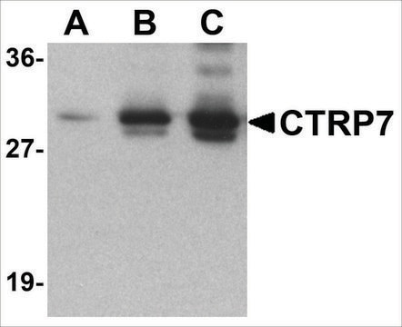 Anti-CTRP5 (ab2) antibody produced in rabbit affinity isolated antibody, buffered aqueous solution