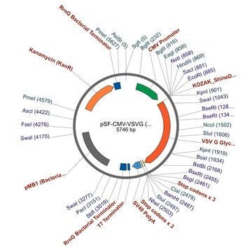 PSF-CMV-VSVG - VSV G EXPRESSION PLASMID plasmid vector for molecular cloning