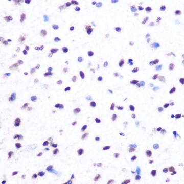 Anti-Hydroxyl-Histone H2A-Y39 antibody produced in rabbit