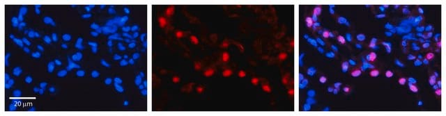 Anti-DNAJB1 antibody produced in rabbit affinity isolated antibody