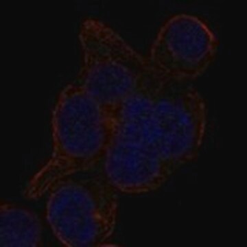 Anti-LRRCC1 antibody produced in rabbit Prestige Antibodies&#174; Powered by Atlas Antibodies, affinity isolated antibody, buffered aqueous glycerol solution