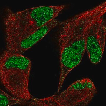 Anti-KDM3A antibody produced in rabbit Prestige Antibodies&#174; Powered by Atlas Antibodies, affinity isolated antibody