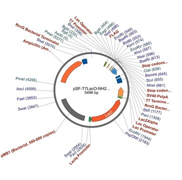 pSF-T7LacO-NH2-FLAG plasmid vector for molecular cloning