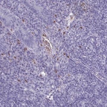 Anti-SERPINB10 antibody produced in rabbit Prestige Antibodies&#174; Powered by Atlas Antibodies, affinity isolated antibody, buffered aqueous glycerol solution