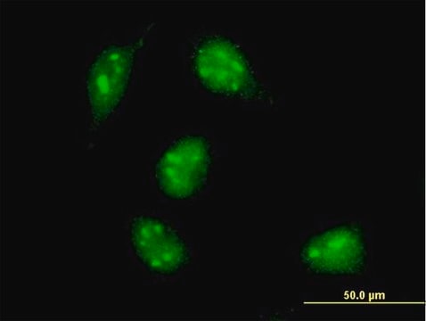 Monoclonal Anti-MAX antibody produced in mouse clone 4E10-1A9, purified immunoglobulin, buffered aqueous solution