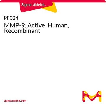 MMP-9, aktiv, human, rekombinant