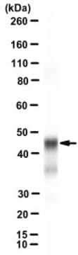 Anti-COL4A6 Antibody, clone 122-2