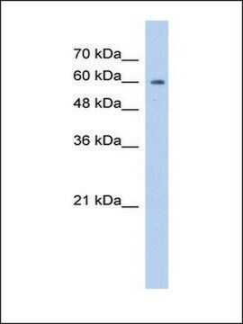 Anti-ATIC (AB2) antibody produced in rabbit IgG fraction of antiserum