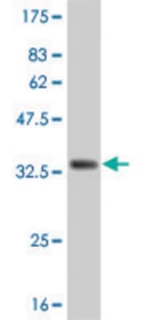 Monoclonal Anti-IL8 antibody produced in mouse clone 1A3, purified immunoglobulin, buffered aqueous solution