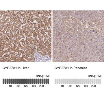 抗CYP27A1抗体 ウサギ宿主抗体 Prestige Antibodies&#174; Powered by Atlas Antibodies, affinity isolated antibody, buffered aqueous glycerol solution