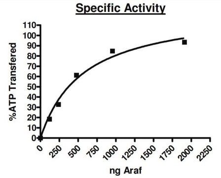 aRAF Active human recombinant, expressed in baculovirus infected insect cells, &#8805;80% (SDS-PAGE)