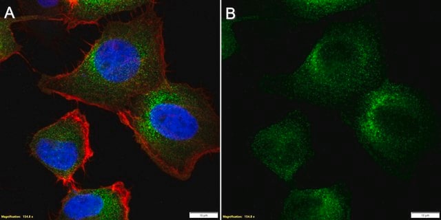 Anti-Piezo1 Antibody, clone 2B18 ZooMAb&#174; Rabbit Monoclonal recombinant, expressed in HEK 293 cells