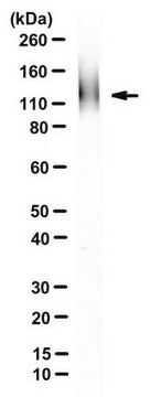 Anti-ZP-2 Antibody, clone IE-3 clone IE-3, from rat