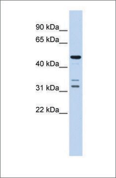 Anti-HTRA4 antibody produced in rabbit affinity isolated antibody