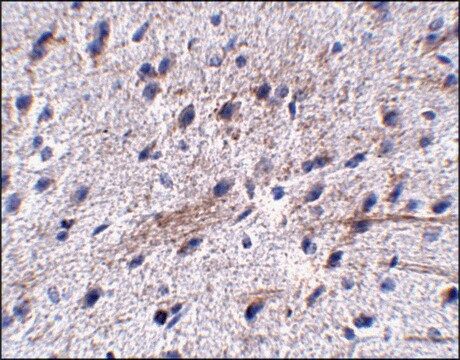 Anti-LRFN5 antibody produced in rabbit affinity isolated antibody, buffered aqueous solution