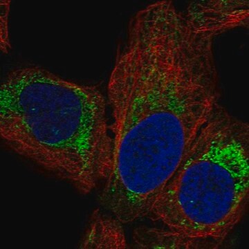 Anti-MRPL14 antibody produced in rabbit Prestige Antibodies&#174; Powered by Atlas Antibodies, affinity isolated antibody