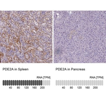 Anti-PDE2A antibody produced in rabbit Prestige Antibodies&#174; Powered by Atlas Antibodies, affinity isolated antibody, buffered aqueous glycerol solution