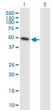 Anti-KREMEN2 antibody produced in mouse purified immunoglobulin, buffered aqueous solution