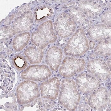 Anti-DAOA antibody produced in rabbit Prestige Antibodies&#174; Powered by Atlas Antibodies, affinity isolated antibody, buffered aqueous glycerol solution