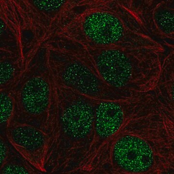 Anti-ZHX1 antibody produced in rabbit Prestige Antibodies&#174; Powered by Atlas Antibodies, affinity isolated antibody