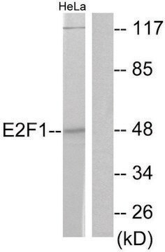 Anti-E2F1 antibody produced in rabbit affinity isolated antibody