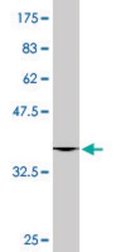 Monoclonal Anti-UROD, (C-terminal) antibody produced in mouse clone 2F5, purified immunoglobulin, buffered aqueous solution